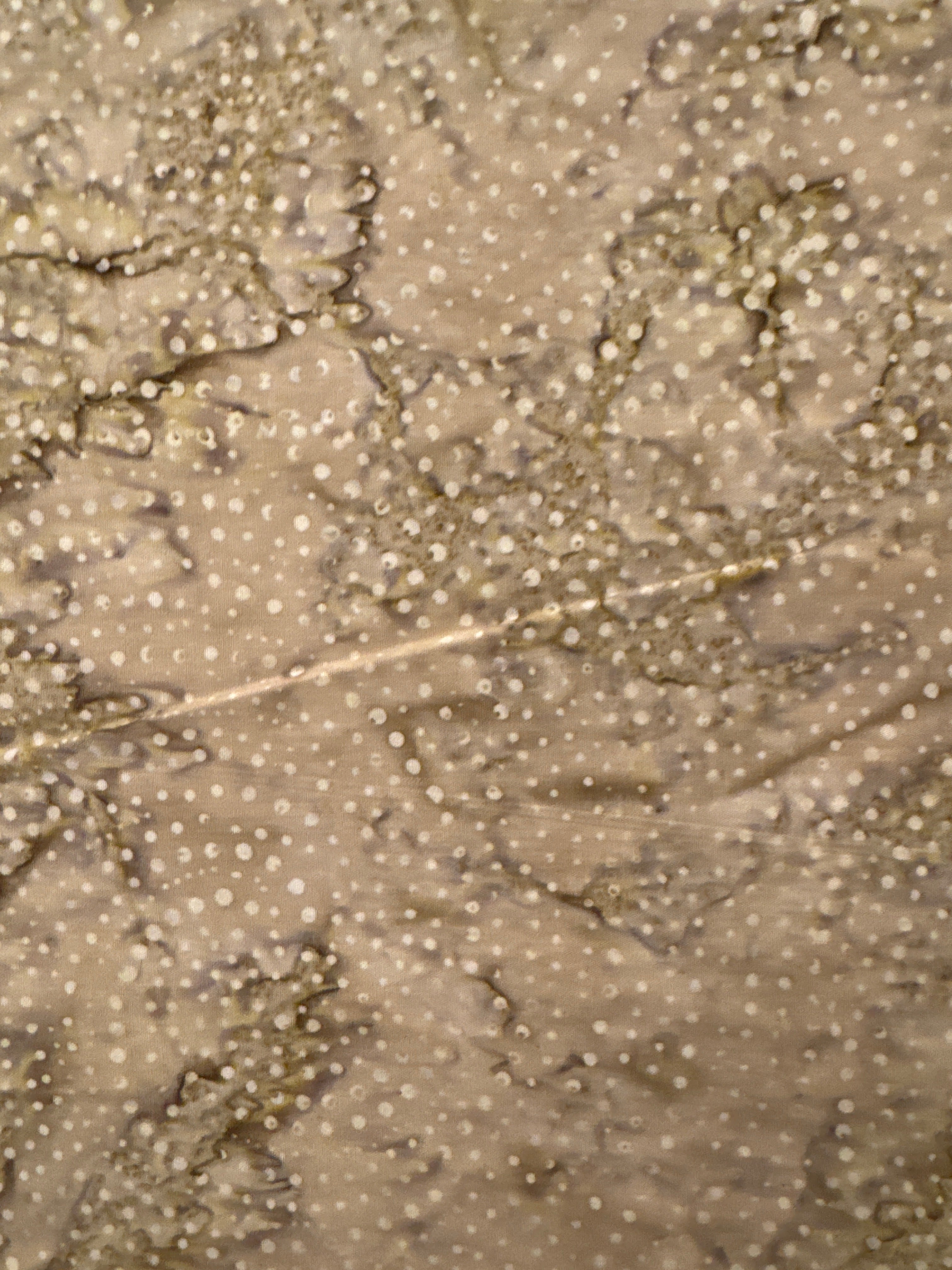 Small Dots Wicker beige dot quilting fabric by Timeless Treasures
