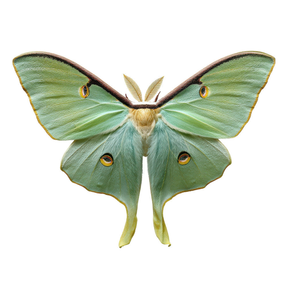 Luna Moth Fabric Panel 1