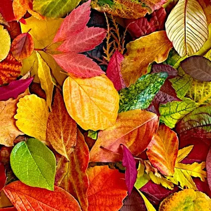 Multi All Fall Down Leaves Cotton Wideback Fabric per yard - Linda's Electric Quilters