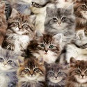Whistler Studio One of a Kind 50060D-X digitally printed kitten fabric