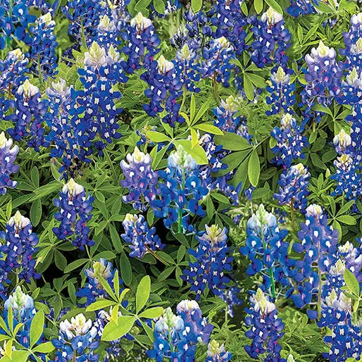 Blue Bluebonnet Flowers Cotton Wideback Fabric per yard - Linda's Electric Quilters