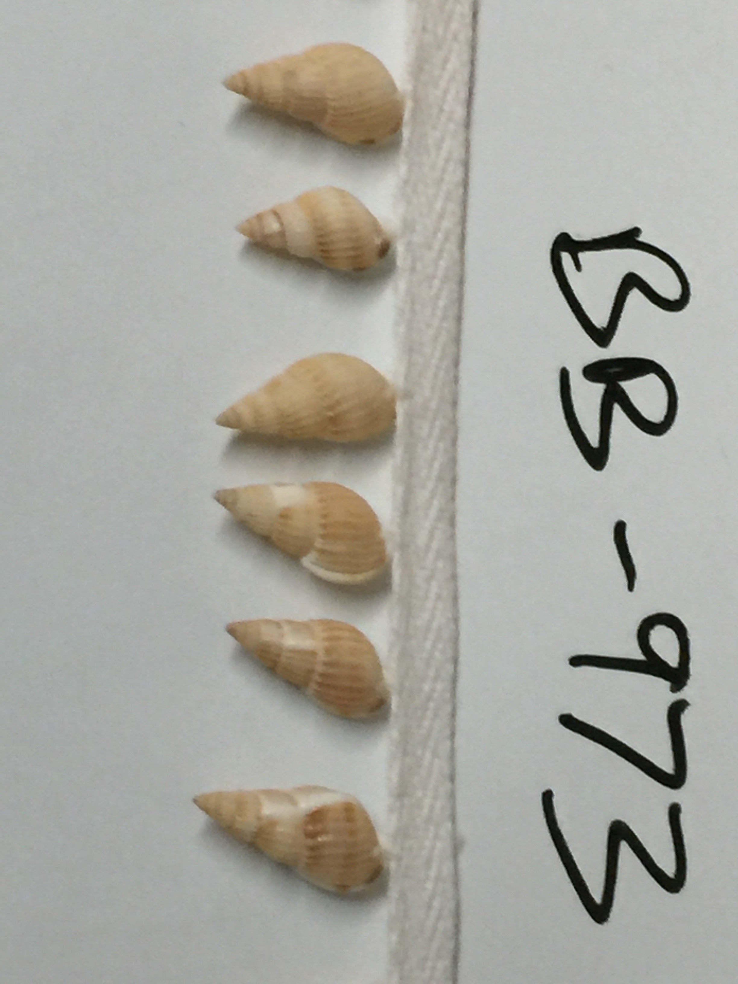 Shell Trim on White String BB-973 -15 YARD ROLL